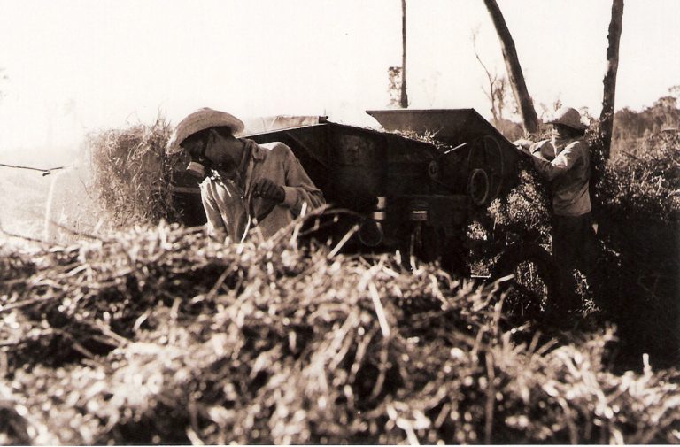 Migrantes japoneses trabajando la tierra