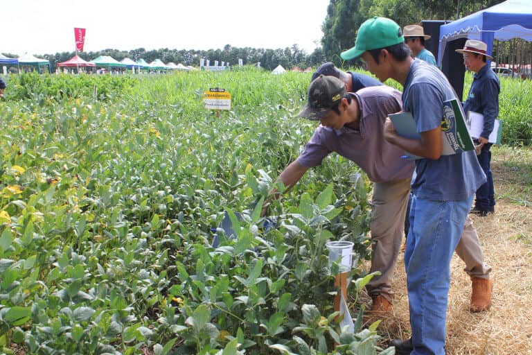 Exploracion de las vainas de soja