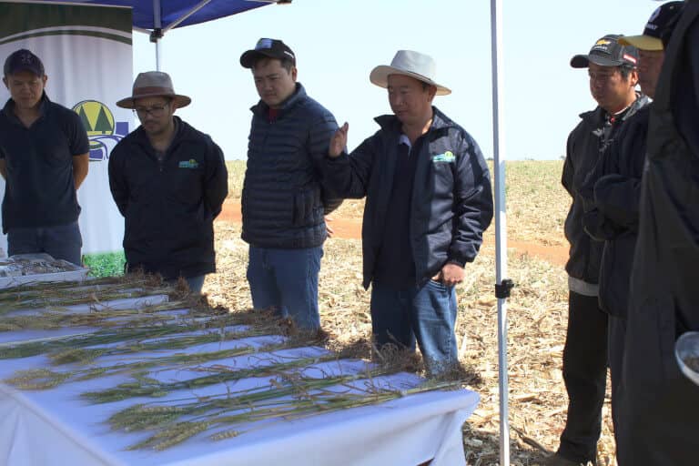Explicion de las distintas variedades de trigo