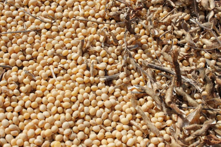 Soja en grano