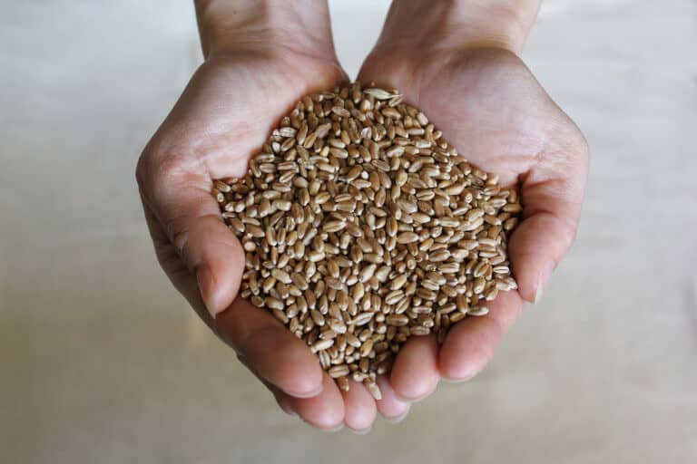 mano sosteniendo granos de trigo