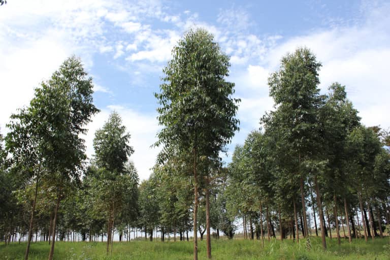 arboles de eucalipto