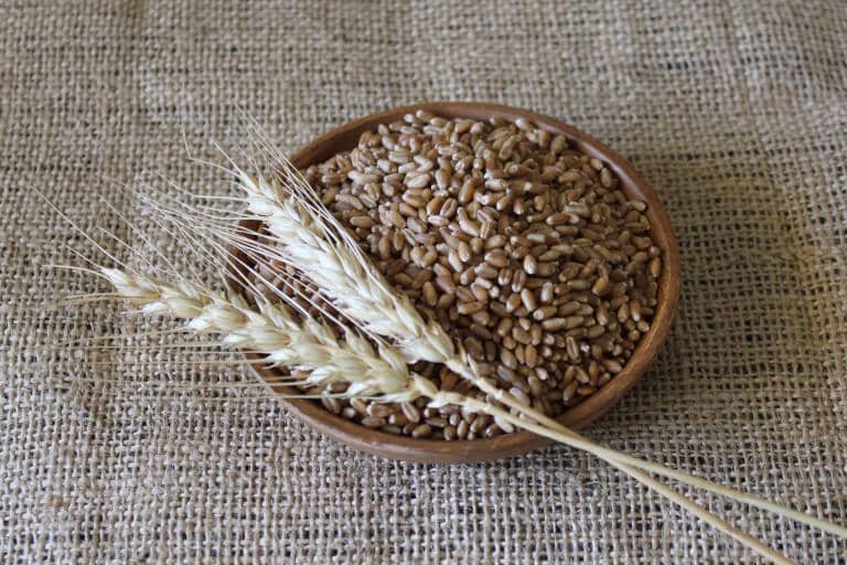 Granos de trigo expuesto en un recipiente