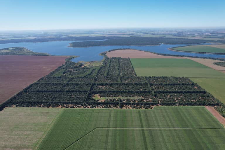 Plantaciones de soja y reforestacion