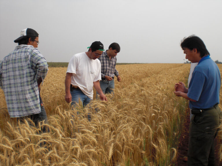 Analsis de las plantas de trigo