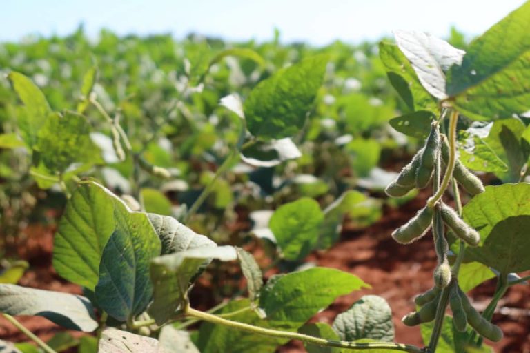 Planta de soja en pleno crecimeinto